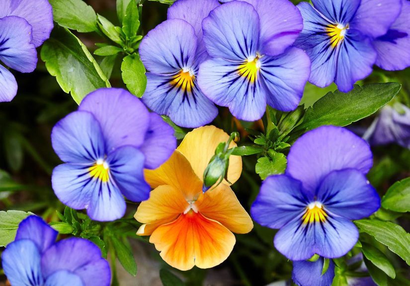 How to Plant and Grow Pansies