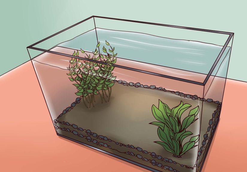 How to Treat Tropical Fish with White Spot Disease (Ich)