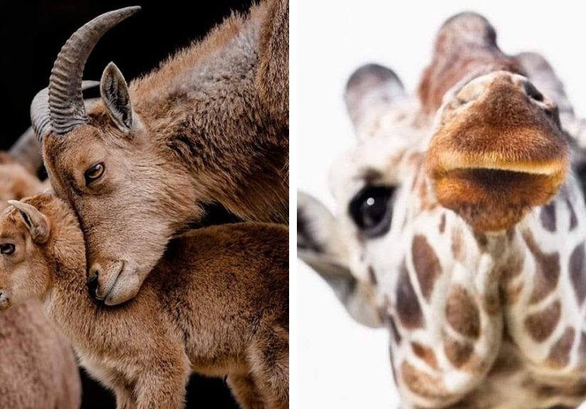 I Didn’t Go To Africa, Yet These 35 Animal Photos Might Make You Think I Did