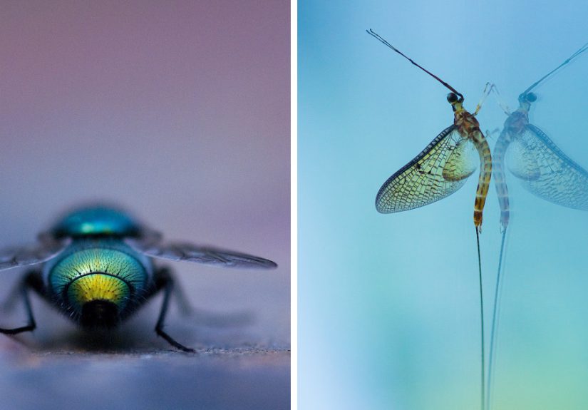 I Photograph Small Animals That Are Usually Overlooked
