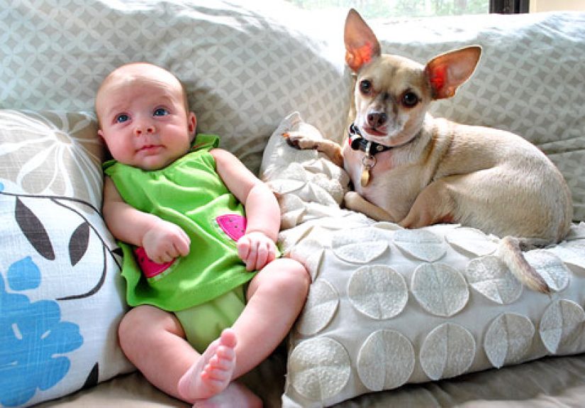 Introducing Our Dog To Our New Baby