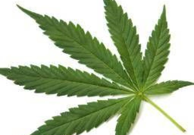 Long-term marijuana users show dampened stress response