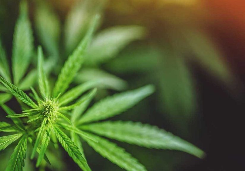 Marijuana and Cancer Patients