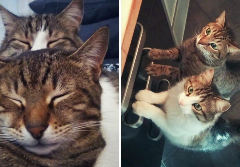 My Cat Took Care Of A Stray Kitty We Found In A Parking Lot, The Way He Thanked Him Will Melt Your Heart