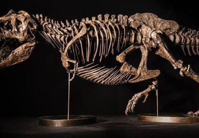 Now’s Your Chance to Buy a Real Tyrannosaurus Rex Skeleton