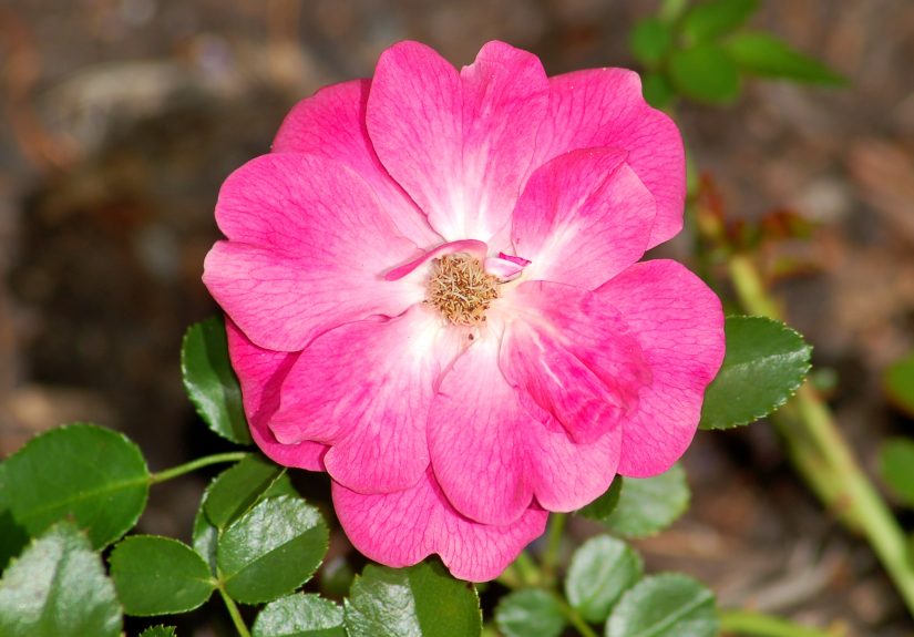 Roses Need Special Winter CareHow to Protect Them from Frost