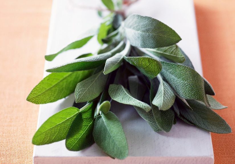 Sage Storage Keeps Sage Fresh and Flavorful