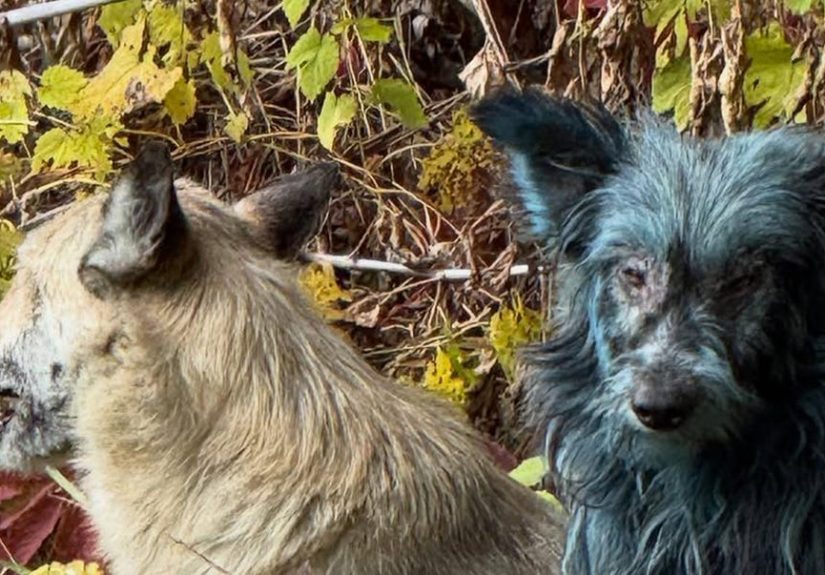 Some Dogs at Chernobyl Have Turned Blue