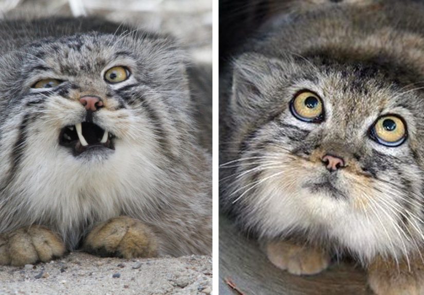 The Manul Cat Is The Most Expressive Cat In The World