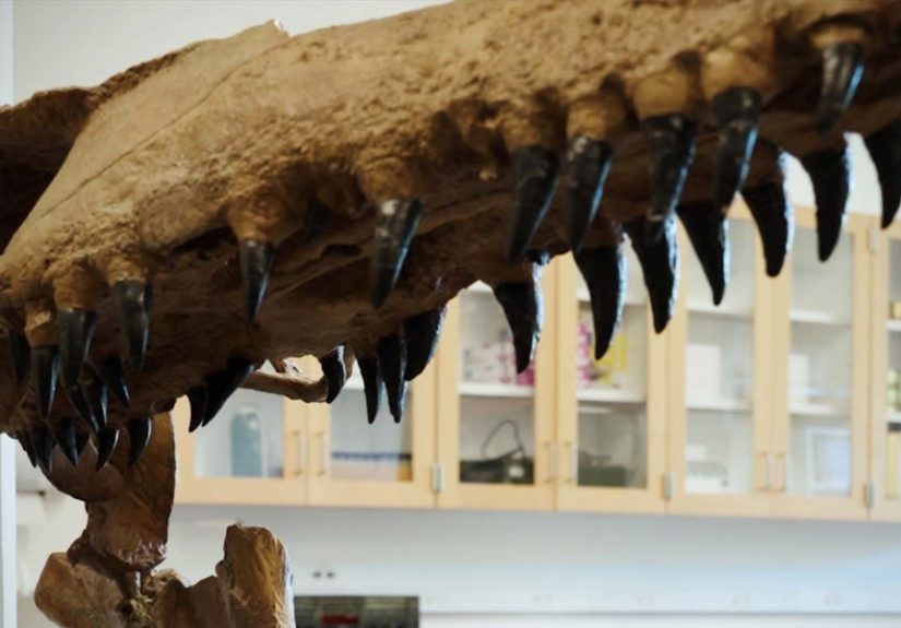 The Secret Behind Why Fossilized Teeth Has a Shiny, Dark Look