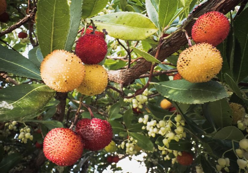 Ulcerative colitis: Strawberry tree extract may aid treatment