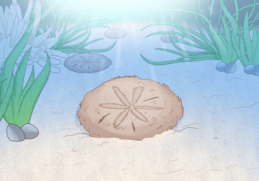 What Do Sand Dollars Mean? Symbolism & Spirituality