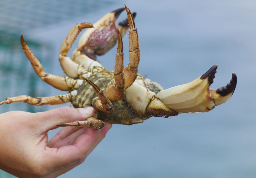 What Is Peekytoe Crab?