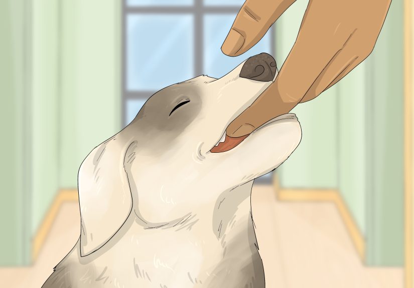 Why Does My Dog Nibble on Me (& How to Make Them Stop)