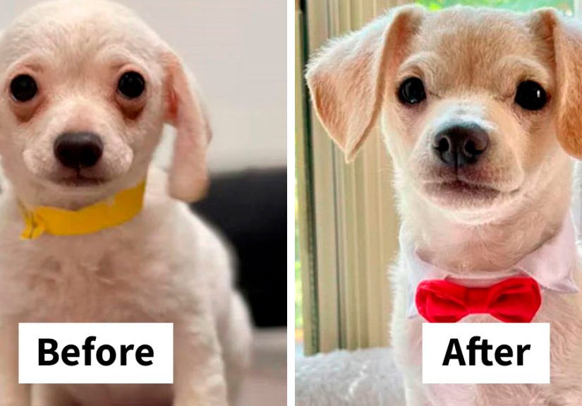 40 Photos Of Dogs Before And After Their Adoption That Might Melt Your Heart Away, As Shared On This Online Group