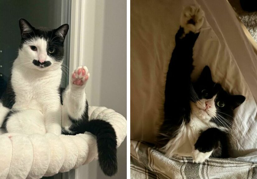 43 Hilarious Pics Of Cats Who Have A Question To Ask, And Feline Fans Will Love Them