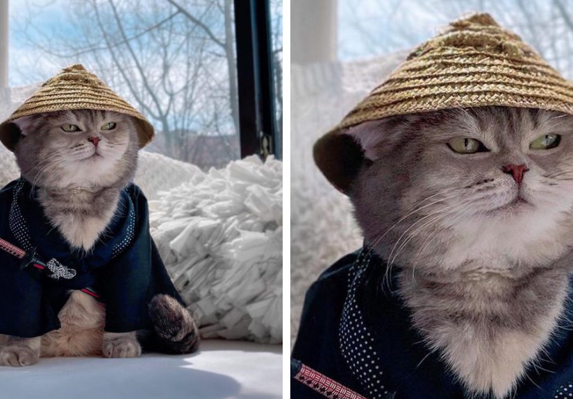 Abandoned Cat Finds A New Home And Becomes An Instagram Sensation With Its Cute Outfits (30 Pics)