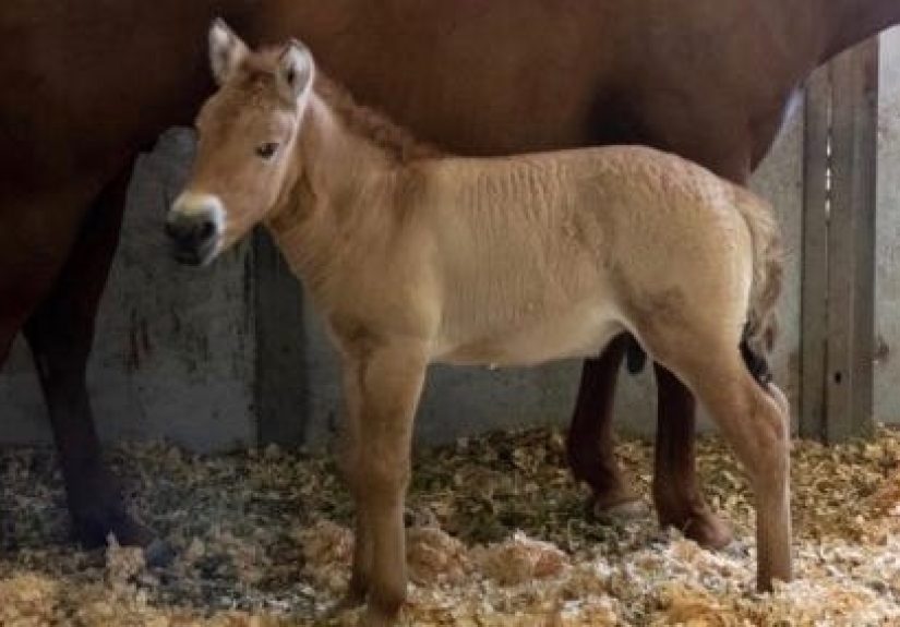 Baby Horse Cloned from 40-Year-Old DNA