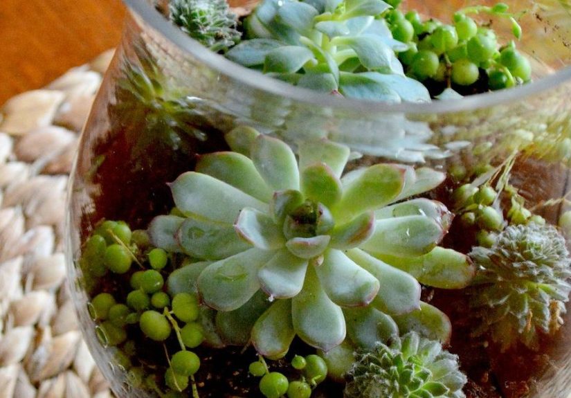 DIY Coffee Table Terrarium
