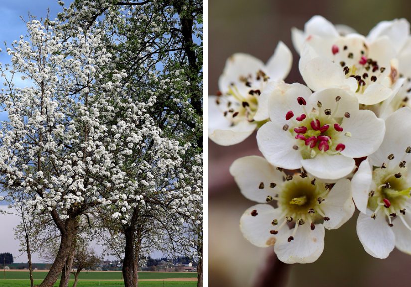 Everything You Need to Know About the Bradford Pear Tree and Its Problems
