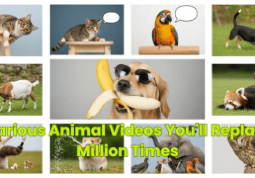 Hilarious Animal Videos You’ll Replay A Million Times - Dumb Little Man