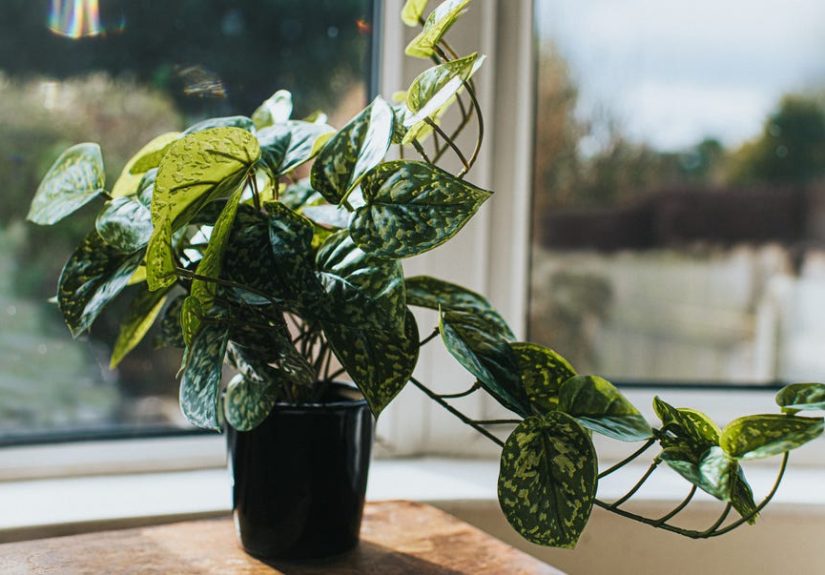 How to Care for Artificial Plants