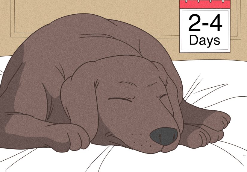 How to Comfort a Dog with Pancreatitis: 4 Expert Tips