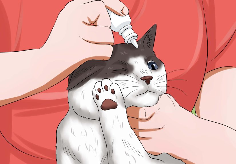 How to Give Your Cat Eye Drops: 11 Steps