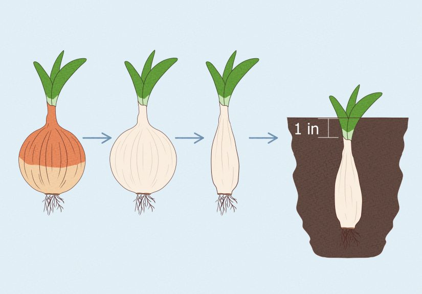 How to Grow an Onion from an Onion: Easy Planting Guide
