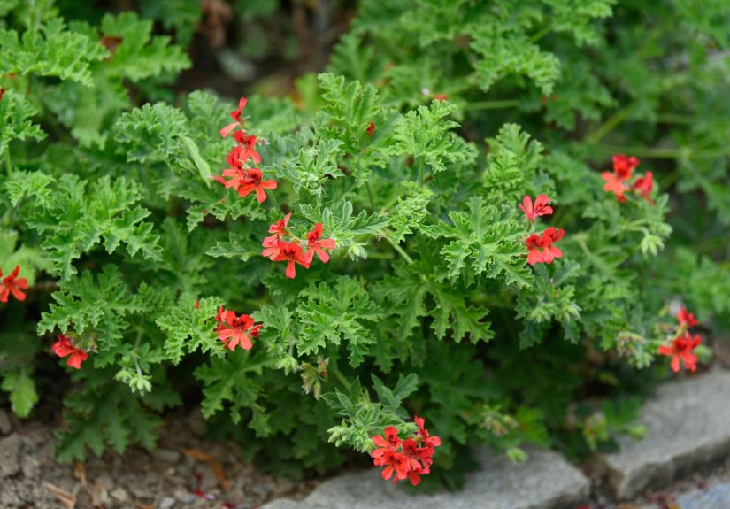 How to Grow and Care for Scented-Leaved Geraniums