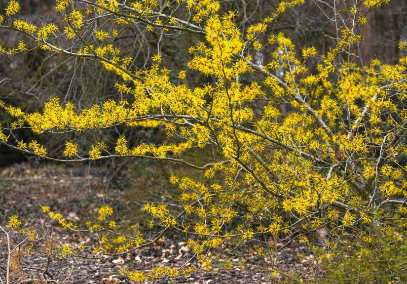 How to Grow and Care for Witch Hazel