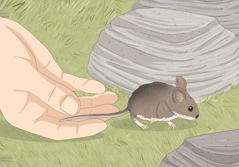 How to Save a Baby Wild Mouse: Housing & Feeding Tips
