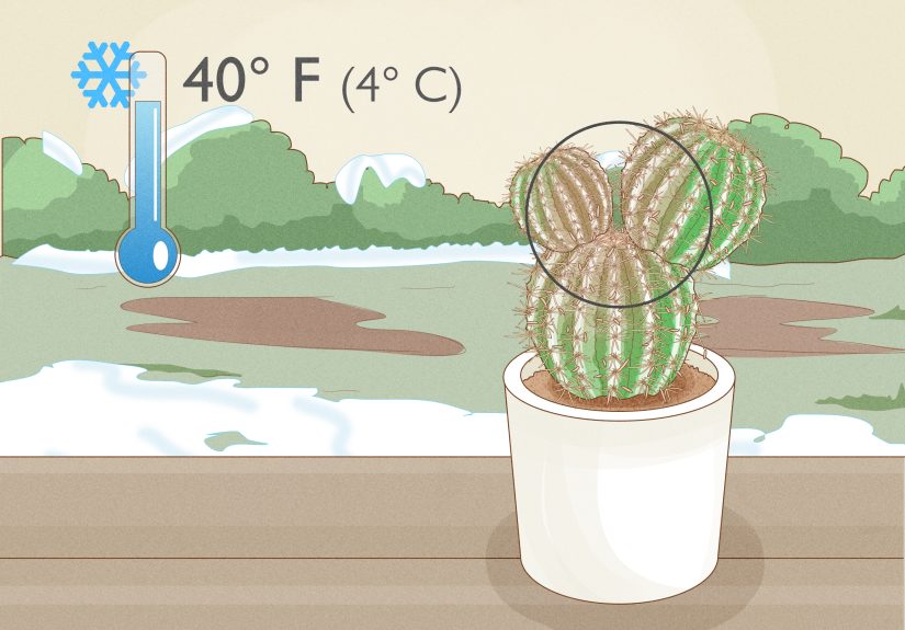 How to Save a Dying Cactus: Easy Step-by-Step Guide