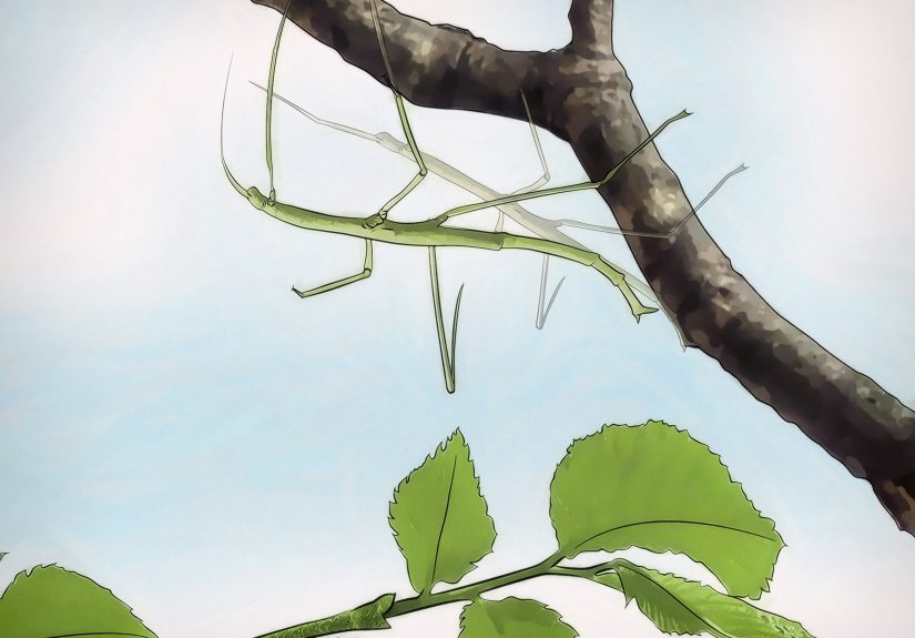 How to Take Care of Stick Bugs: 12 Steps