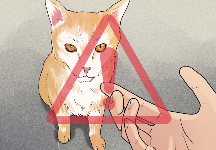 How to Treat a Cat Bite: 13 Steps