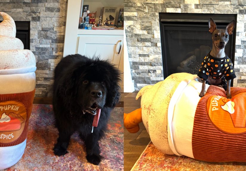 My Dogs Loved This Massive Pumpkin Spice Latte Toy