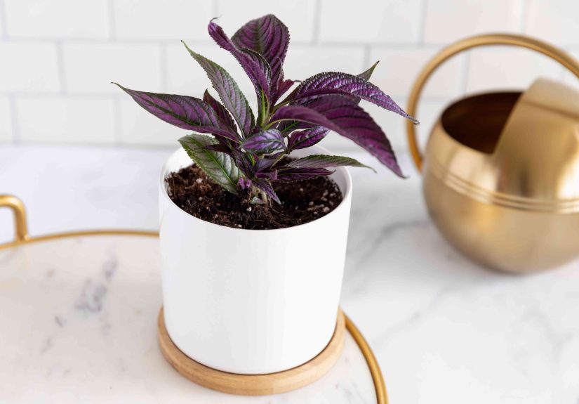 Persian Shield: How To Grow Outdoors or as a Houseplant