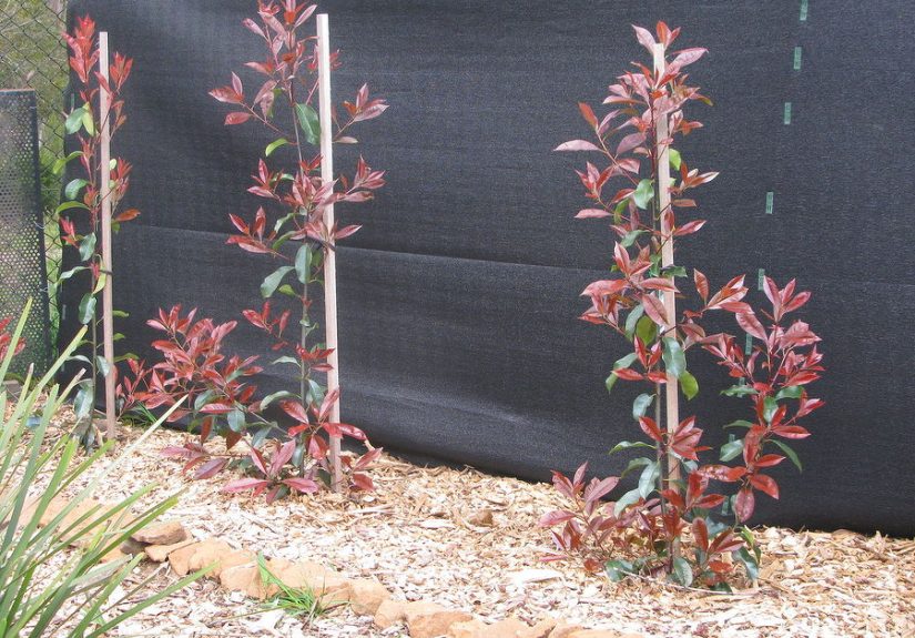 Planting a Hedge - Photinia Red Robin