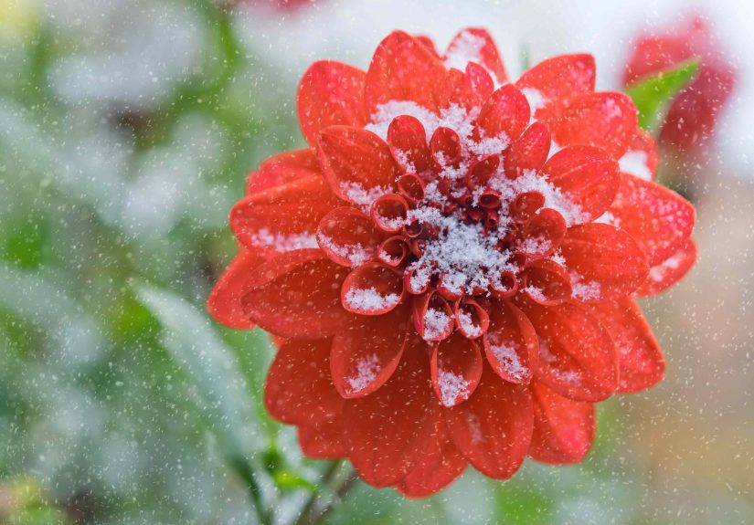 Prep Your Dahlias for the Winter Now With One Easy Task Gardeners Recommend