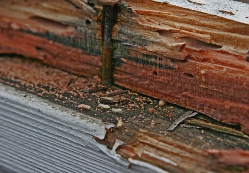 Termite Infestation: Top Tips for Prevention & Treatment - Bob Vila