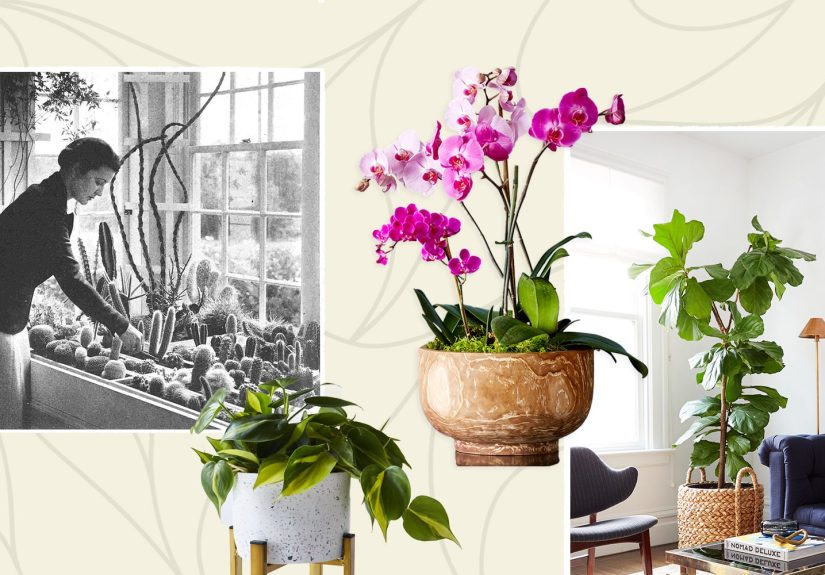 The Most Popular Houseplants of the Last 100 Years from the Better Homes & Gardens Archives