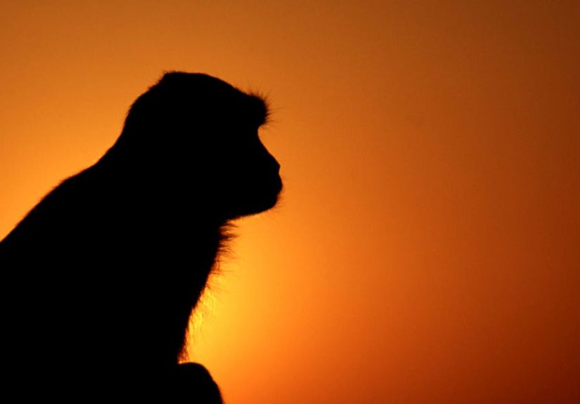Tiniest Great Ape Ever Found: Could It Change Human Evolution?
