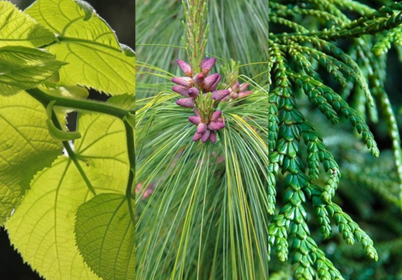 Tree Identification: How to Identify Different Types of Trees