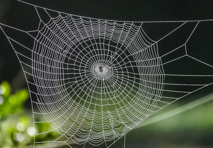 Types of Spider Webs