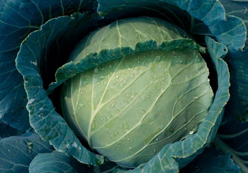 Why Your Homegrown Cabbages Are Splittingand How to Prevent the Problem